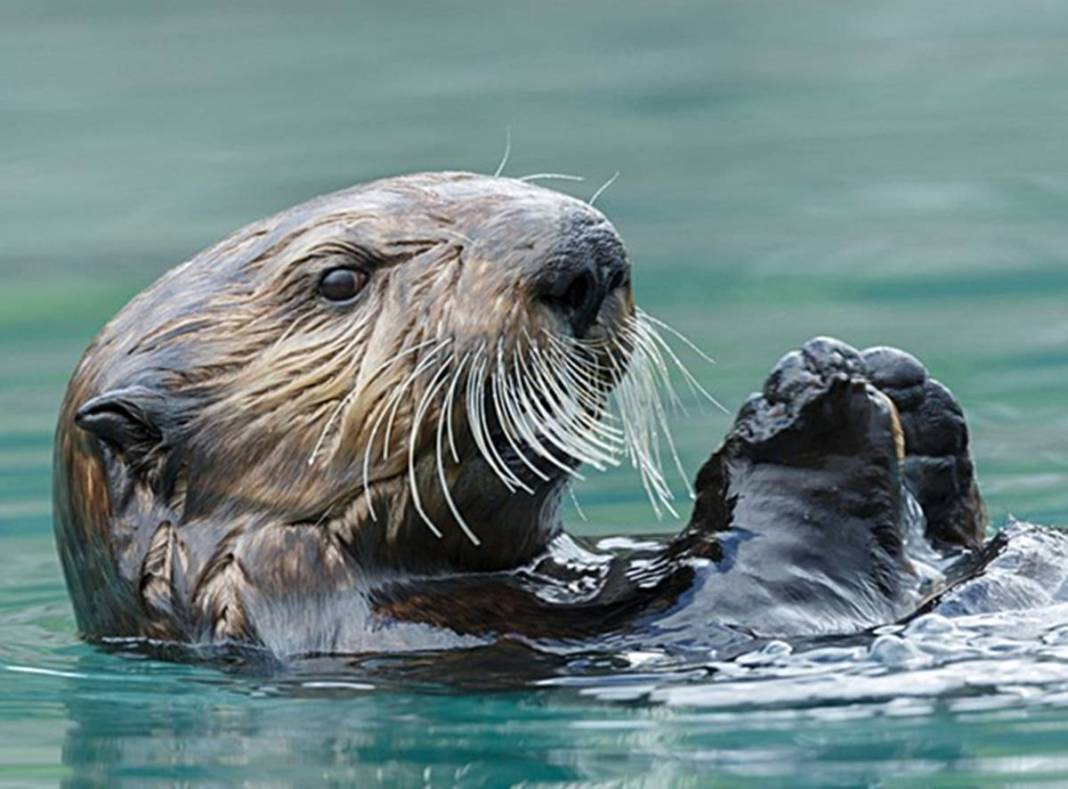 Nehre girdi, kanlar içinde çıktı! O canavar yüzünü paramparça etti... Arkasından usulca gelip... 10